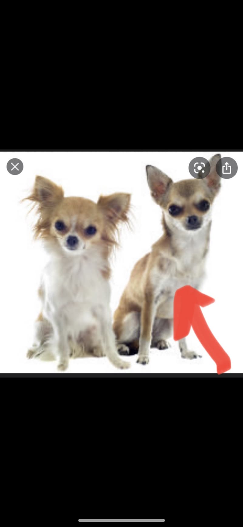 Suche einen Chihuahua