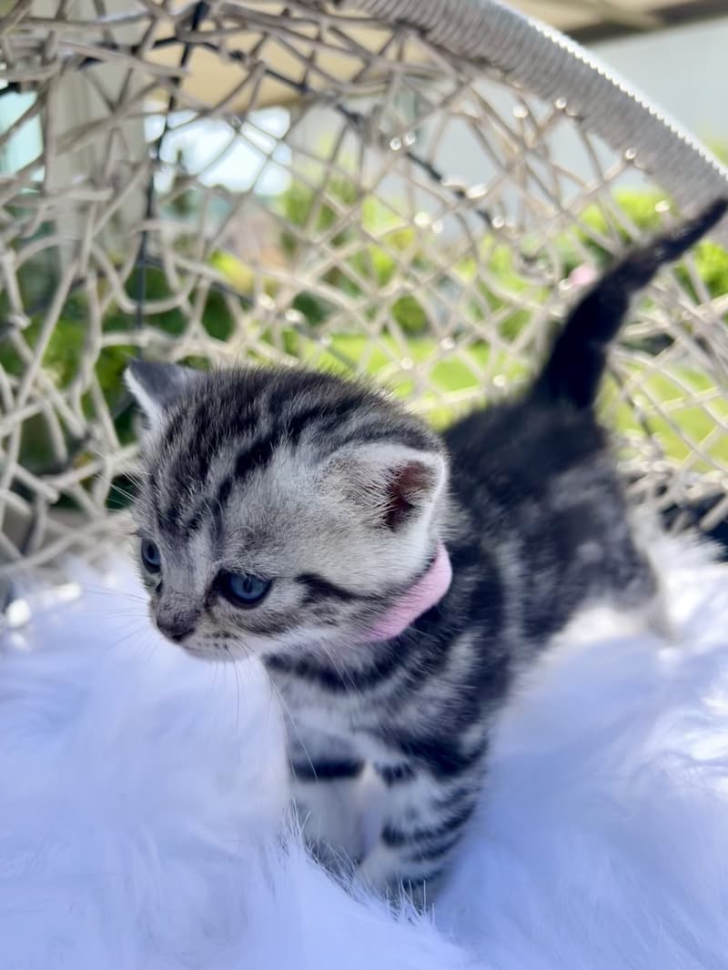 Süsse BKH Kitten Silver Tabby (Whiskas) suchen neues Zuhause