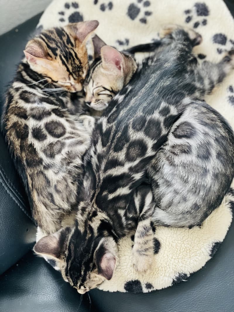 Bengal Deckkater