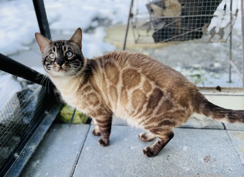 Bengal Deckkater