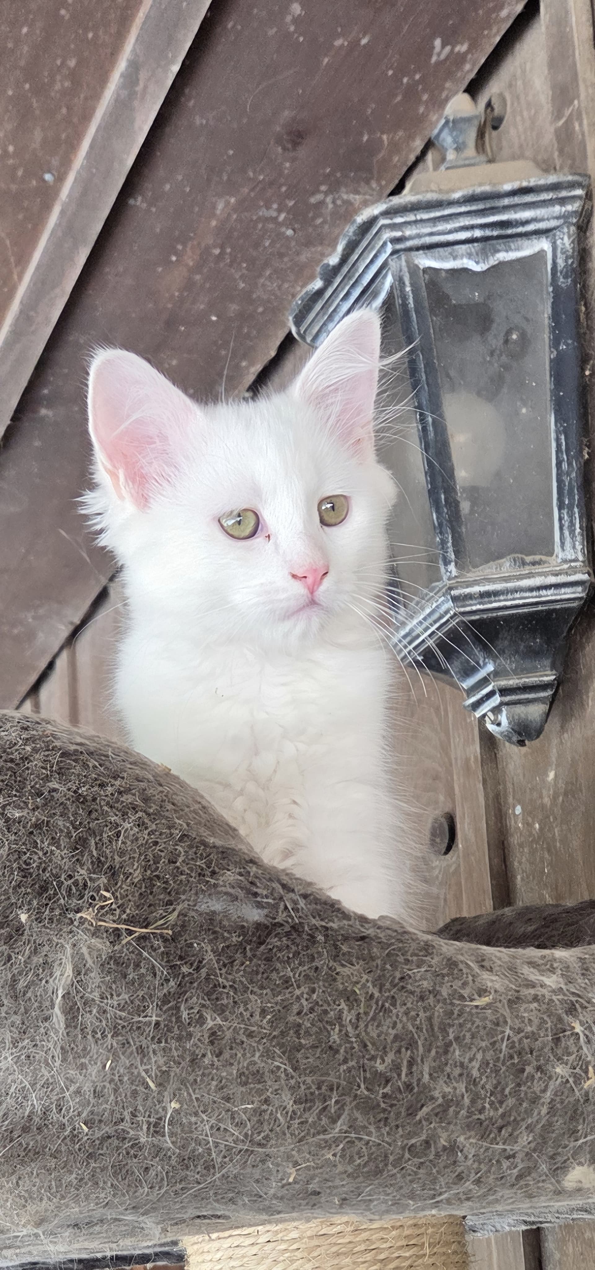 Süsse Ragdoll mix Kitten suchen Lebensplatz