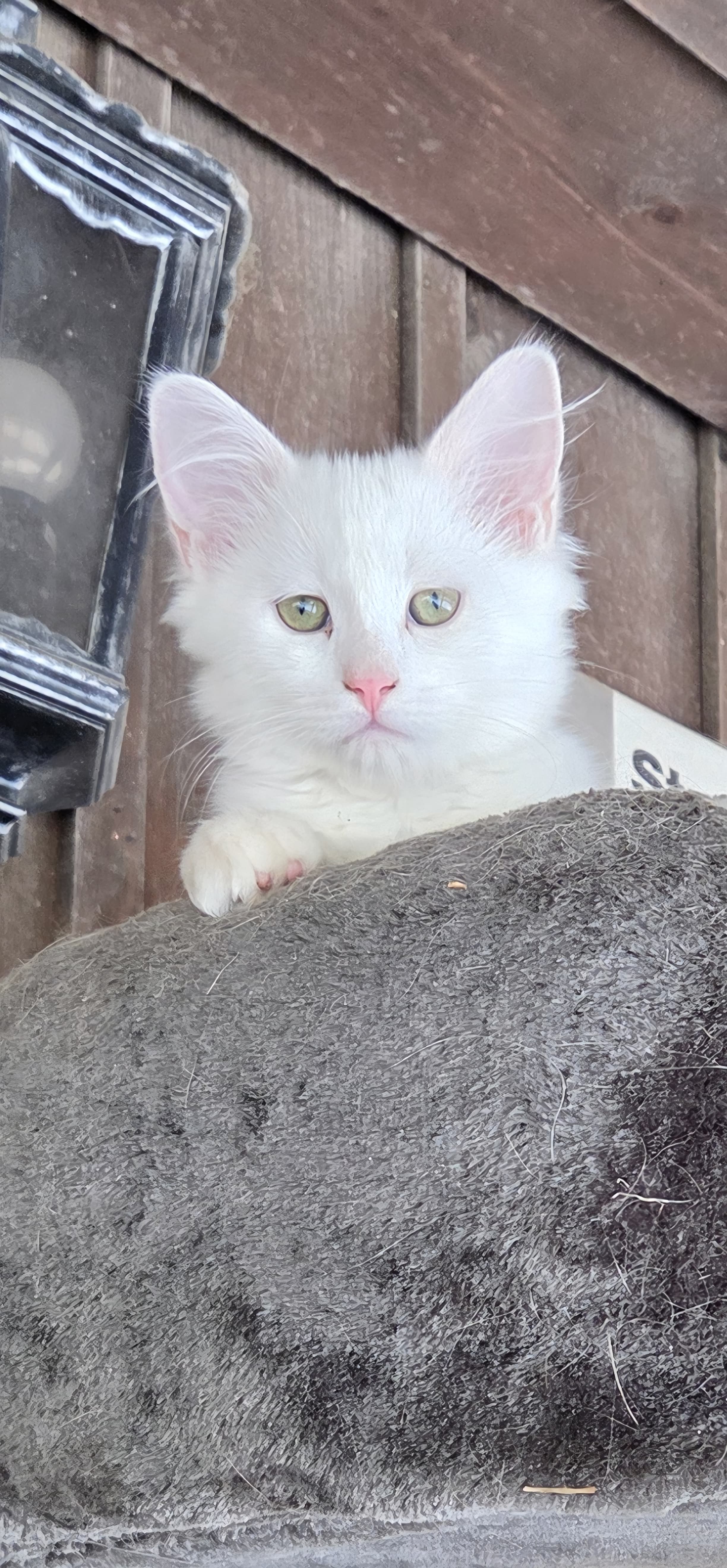 Süsse Ragdoll mix Kitten suchen Lebensplatz