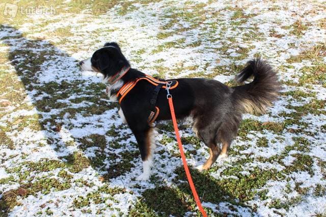 Hundebetreuung (ZH)