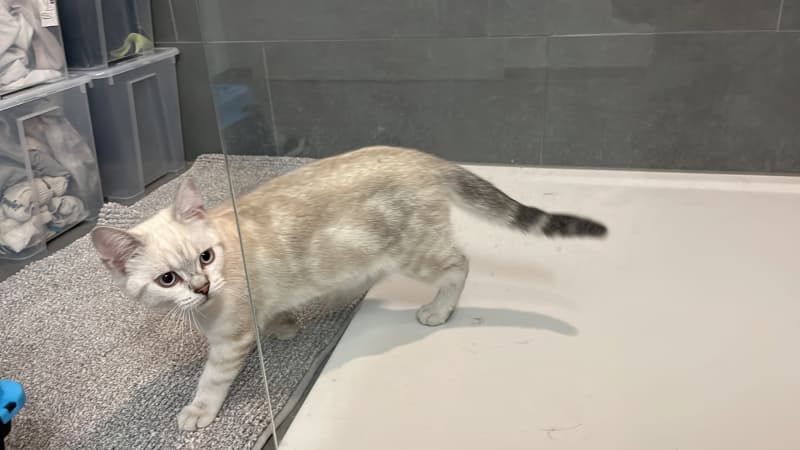 BKH Deckkater