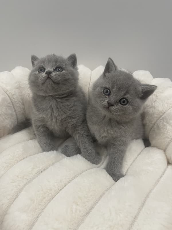 Britisch shorthair / Reinrassige Bkh