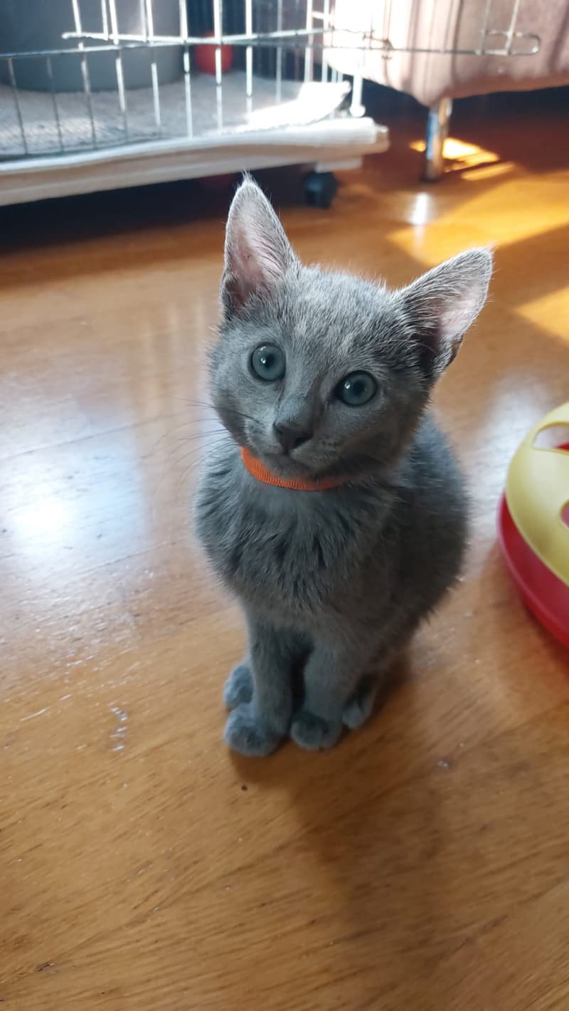 Reinrassige Russisch Blau katze