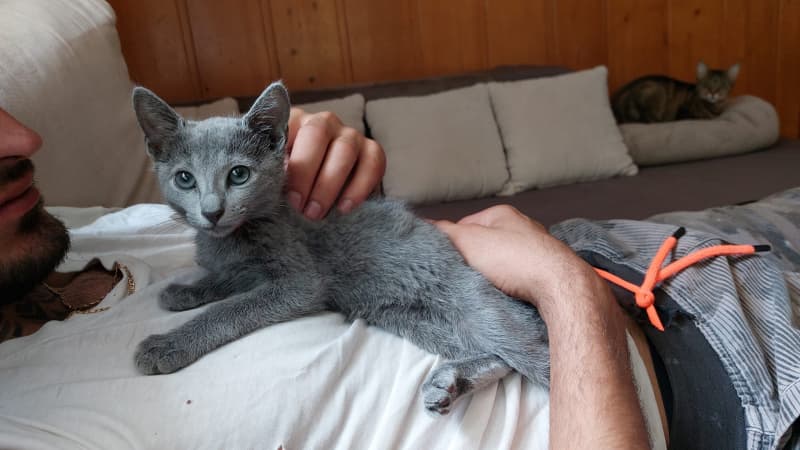 Reinrassige Russisch Blau katze