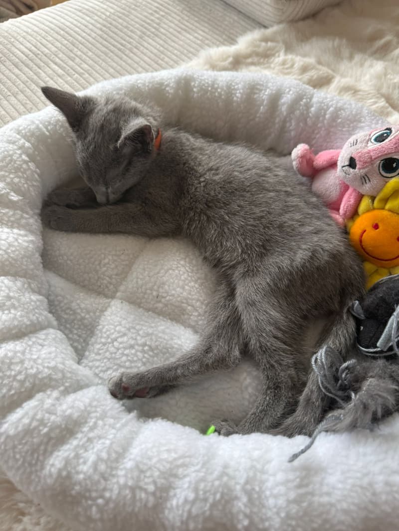Reinrassige Russisch Blau katze