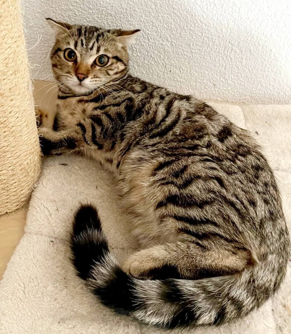 bengal kinder