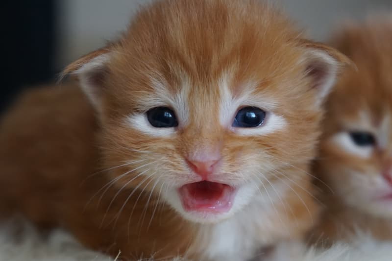 Main Coon Kitten geboren am 16.2.22