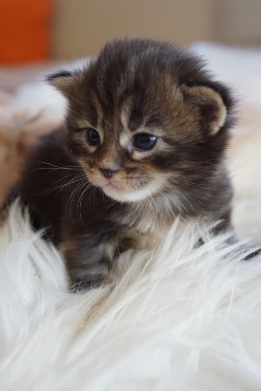 Main Coon Kitten geboren am 16.2.22