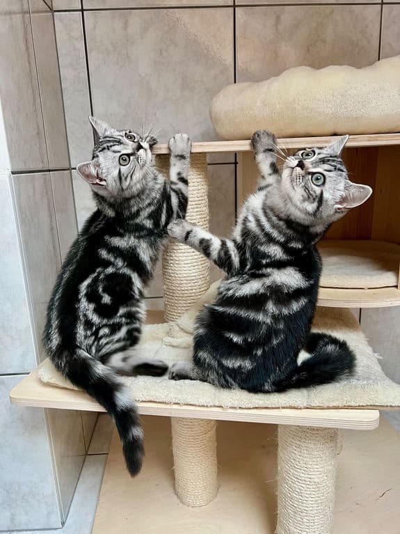 Wunderschöne gesunde BRITISCH KURZHAAR KITTEN SILBER TABBY
