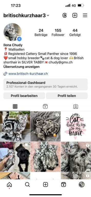 Wunderschöne gesunde BRITISCH KURZHAAR KITTEN SILBER TABBY