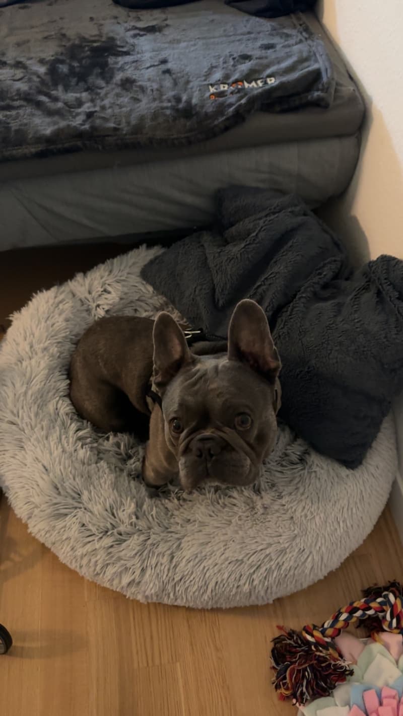 **Französische Bulldogge (5 Jahre) sucht liebevolles Zuhause