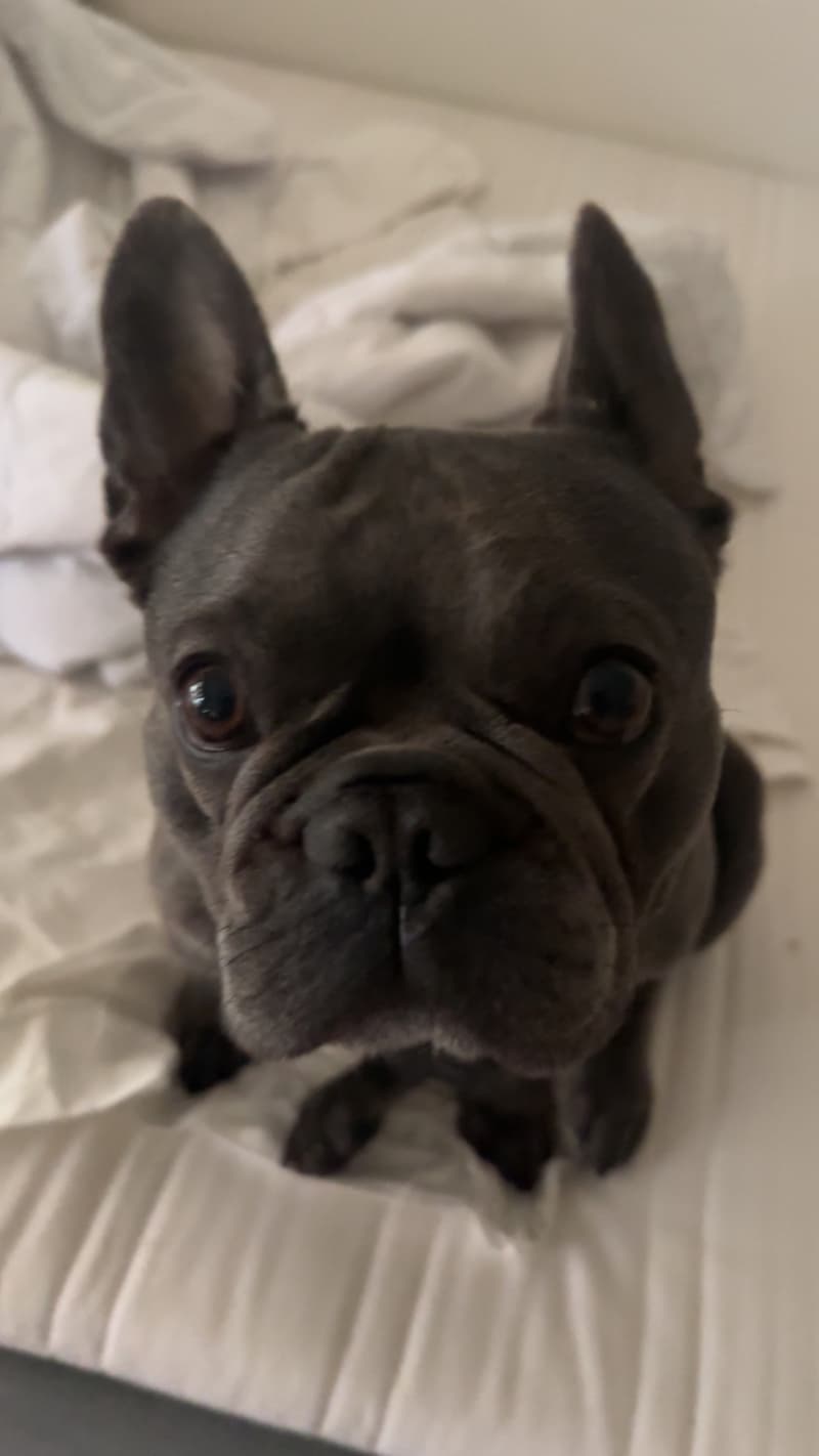 **Französische Bulldogge (5 Jahre) sucht liebevolles Zuhause