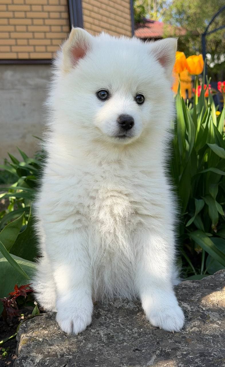 Pomsky-Welpen