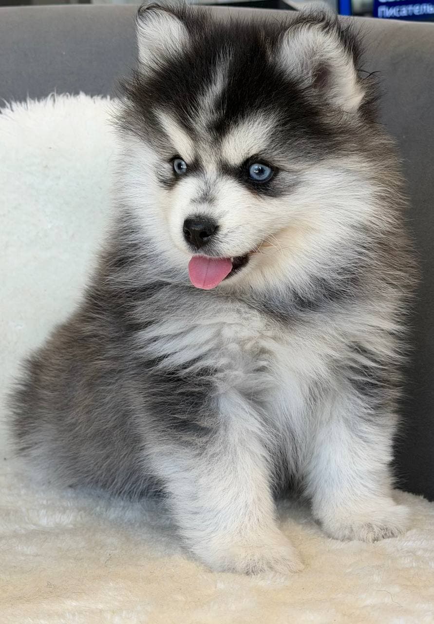 Pomsky-Welpen