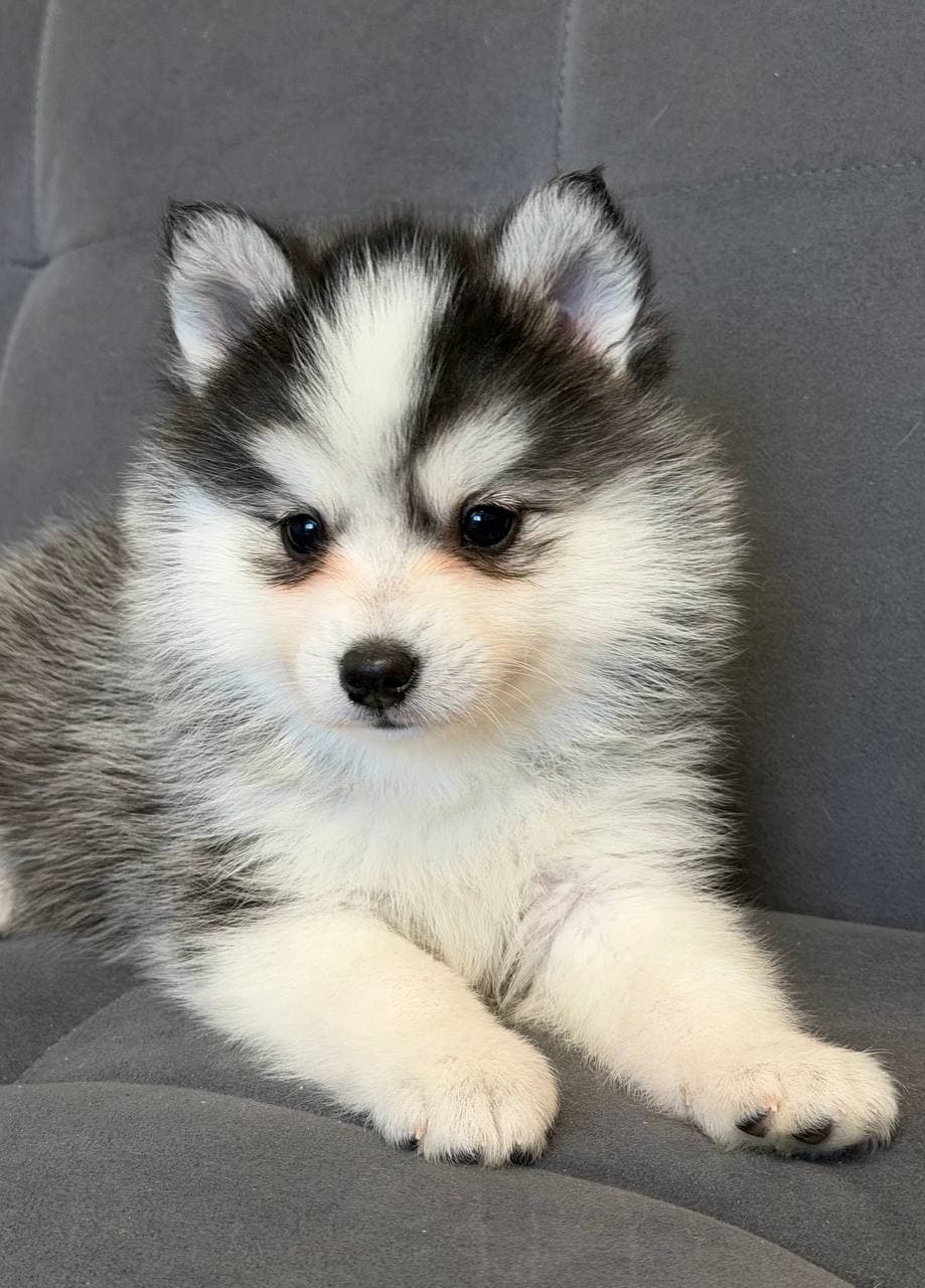 Pomsky-Welpen