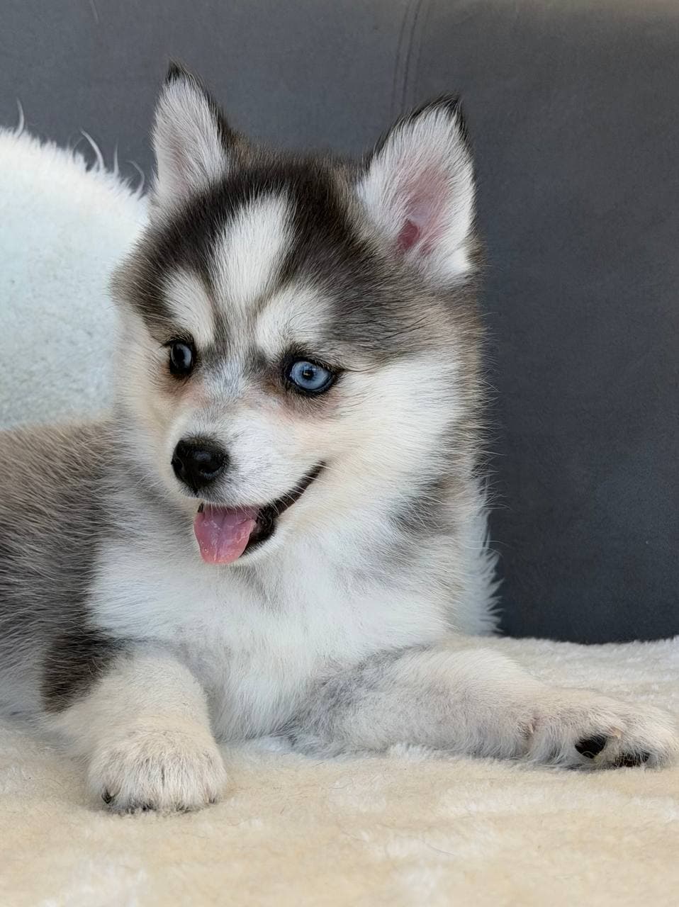 Pomsky-Welpen