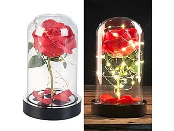 Rote Rose von Sharon im Glashaus mit LED-Kette