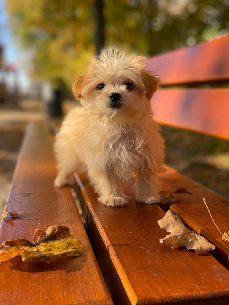 Maltipoo Welpe / Malteser + Pudel