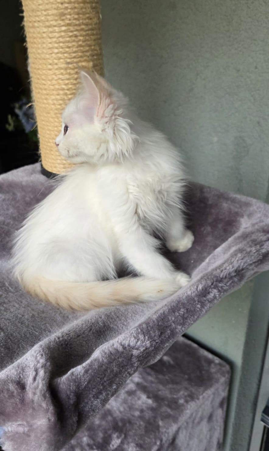 Ragdoll Kater Fire mit Stammbaum