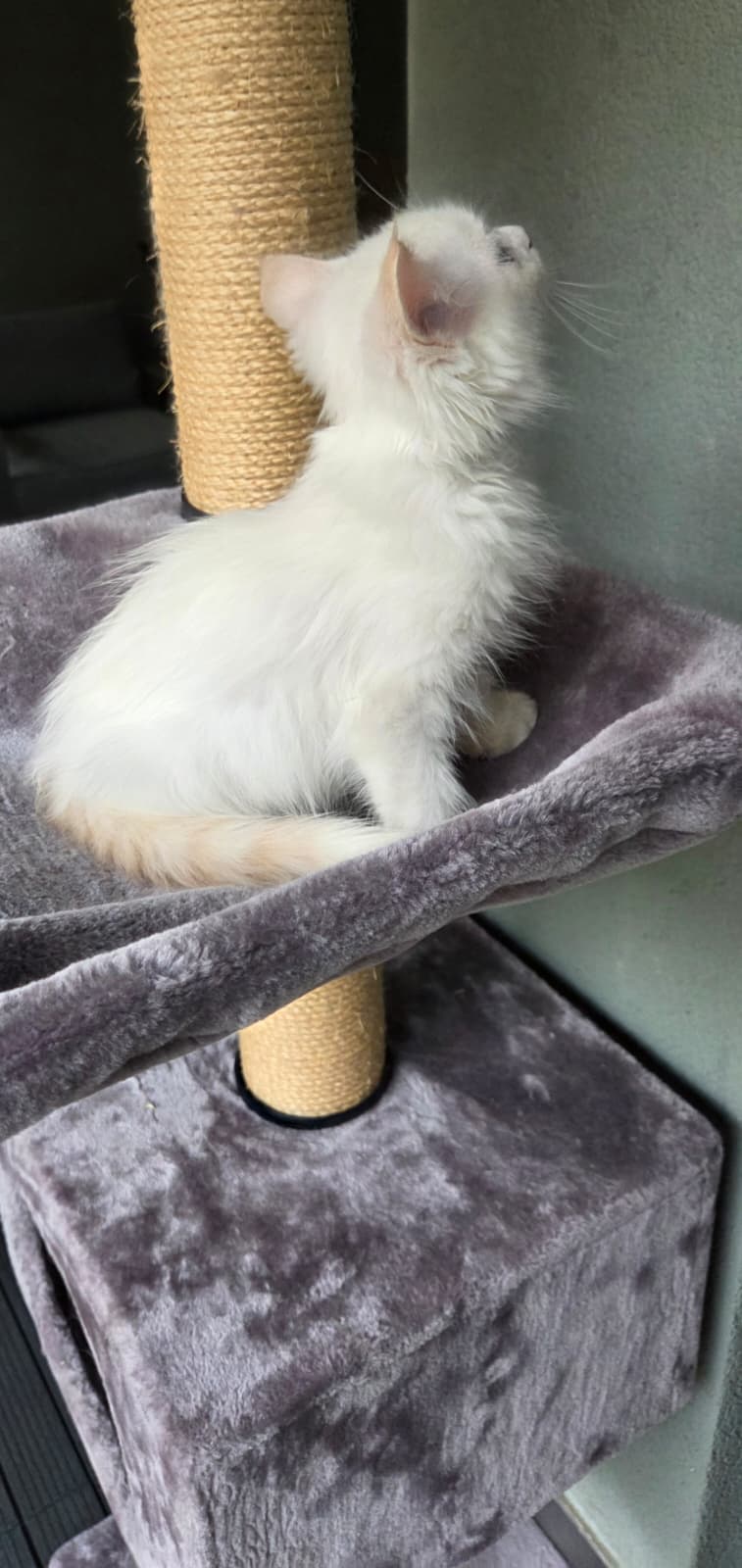 Ragdoll Kater Fire mit Stammbaum