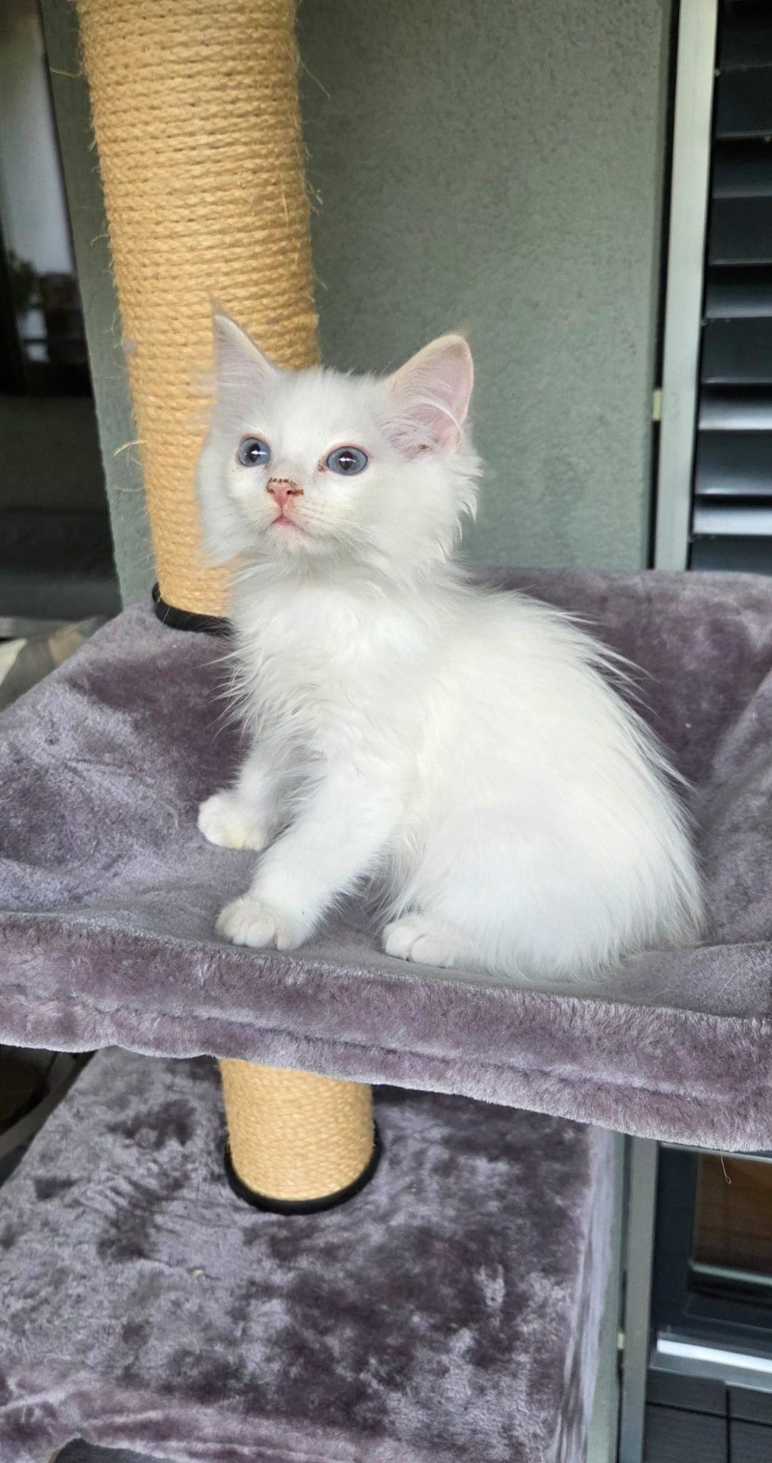 Ragdoll Kater Fire mit Stammbaum