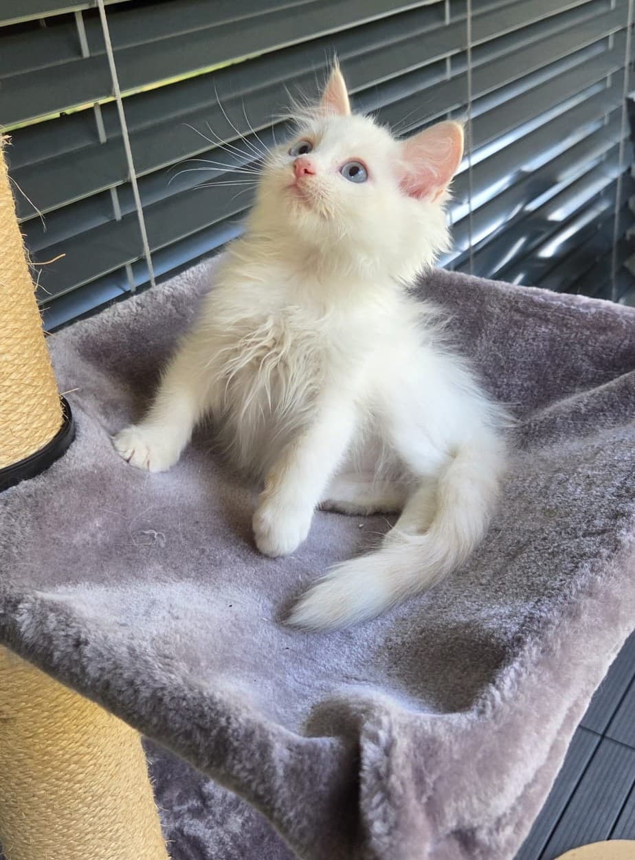 Ragdoll Kater Fire mit Stammbaum