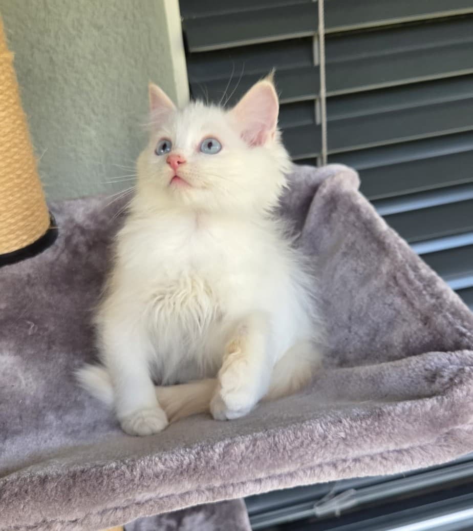 Ragdoll Kater Fire mit Stammbaum