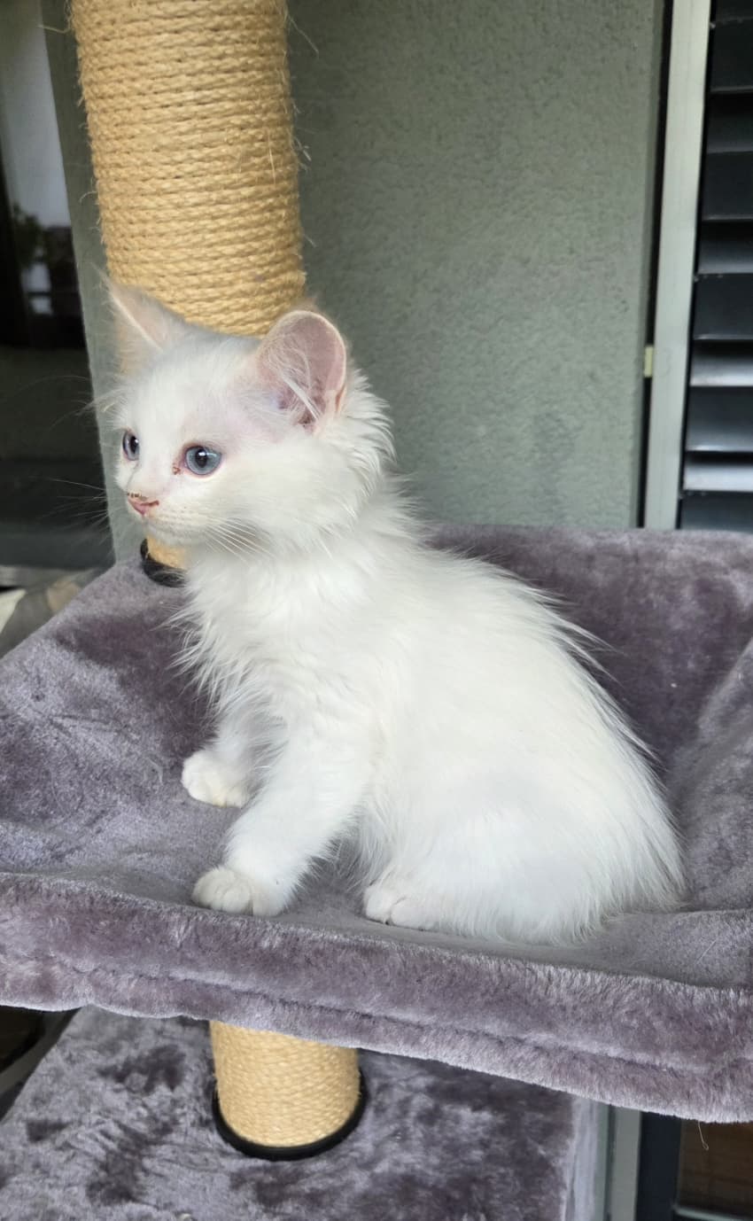 Ragdoll Kater Fire mit Stammbaum