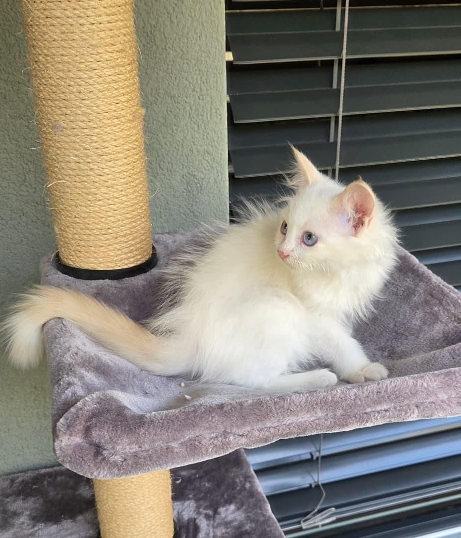 Ragdoll Kater Fire mit Stammbaum