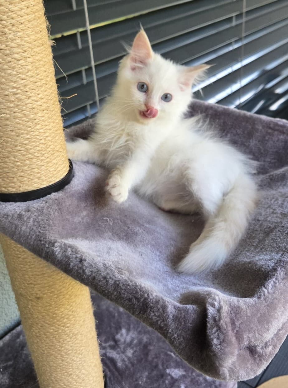 Ragdoll Kater Fire mit Stammbaum
