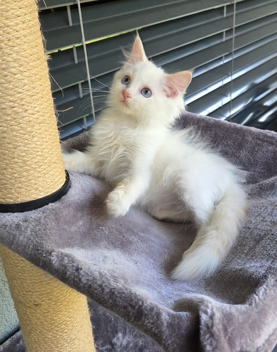 Ragdoll Kater Fire mit Stammbaum