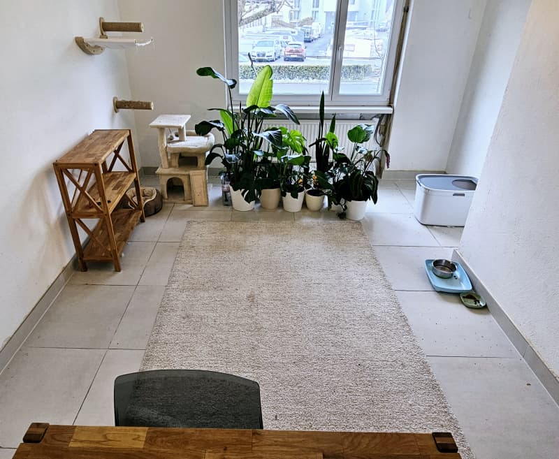 BKH Deckkater mit Stammbaum und Gentest