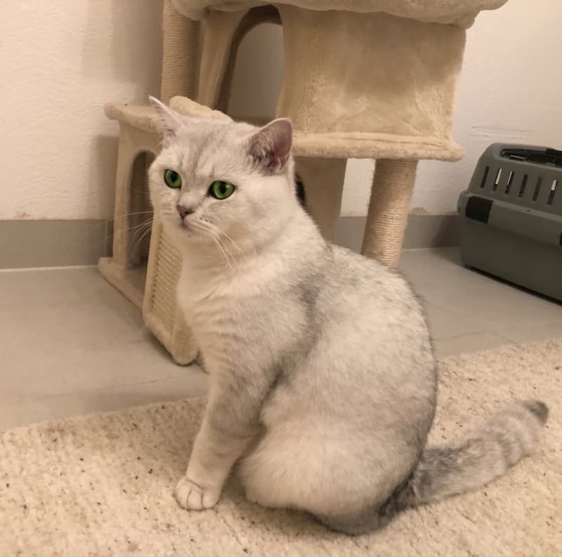 BKH Deckkater mit Stammbaum und Gentest