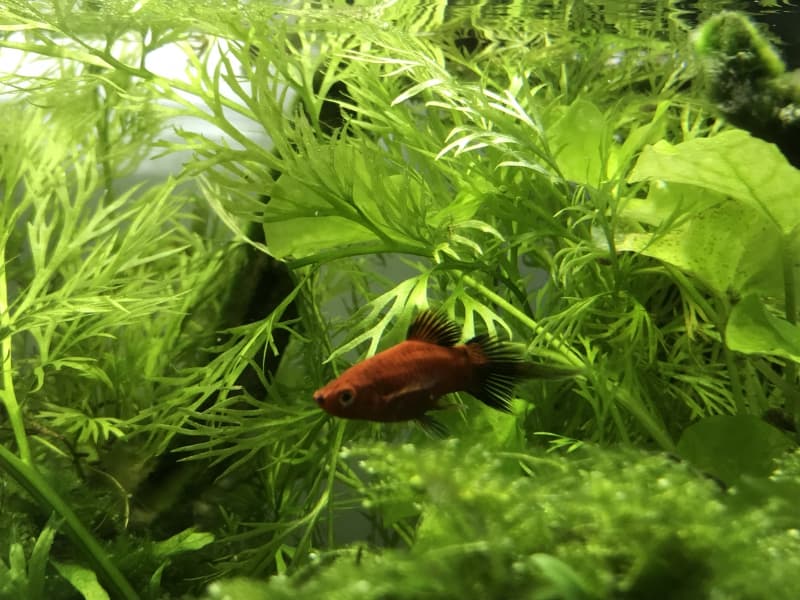 Wunderschöne seltene Pinselschwanz- Platy Babys