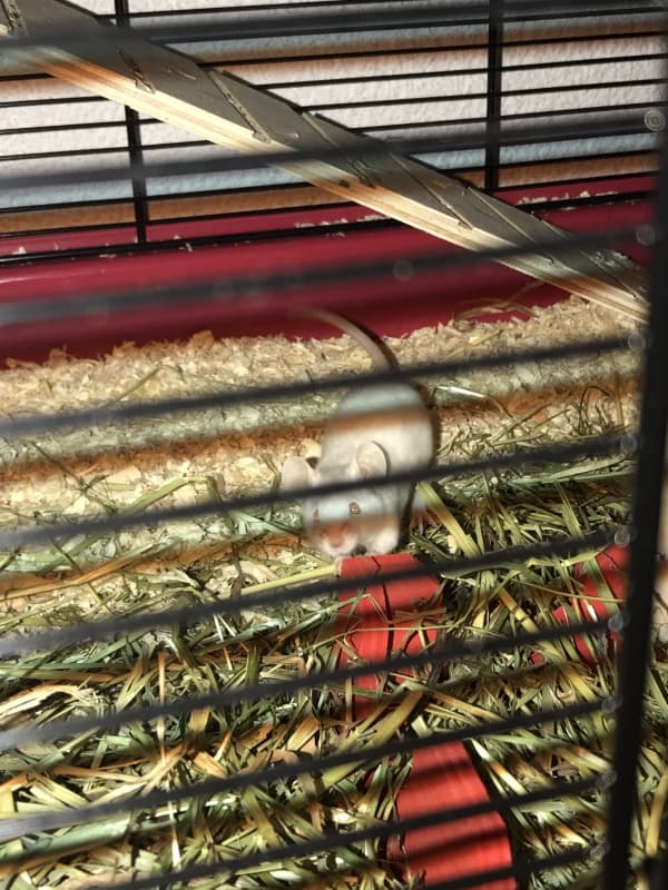 4x Farbmaus
