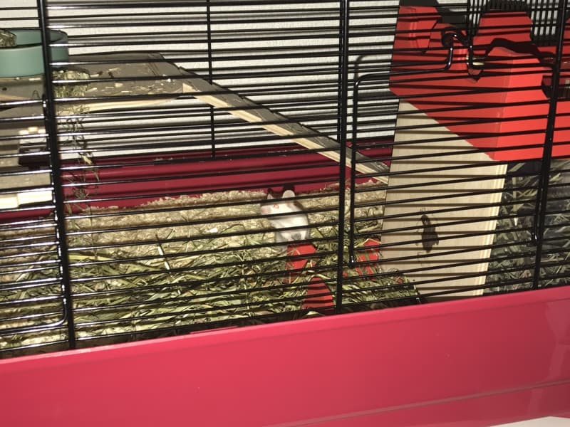 4x Farbmaus
