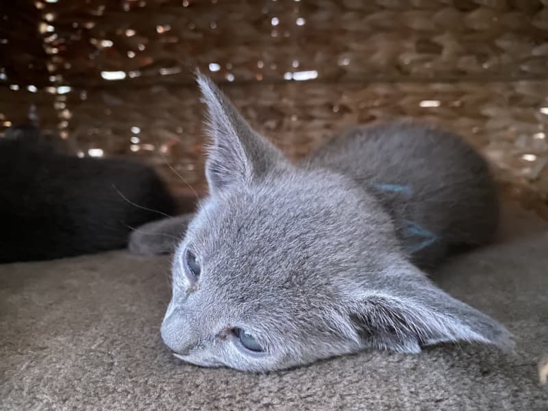 Russisch Blau Kitten rassenrein zu verkaufen
