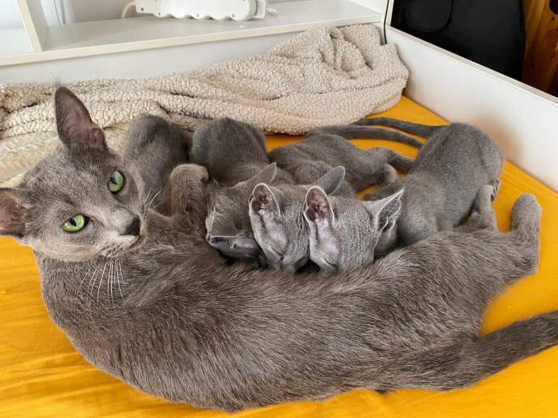 Russisch Blau Kitten rassenrein zu verkaufen