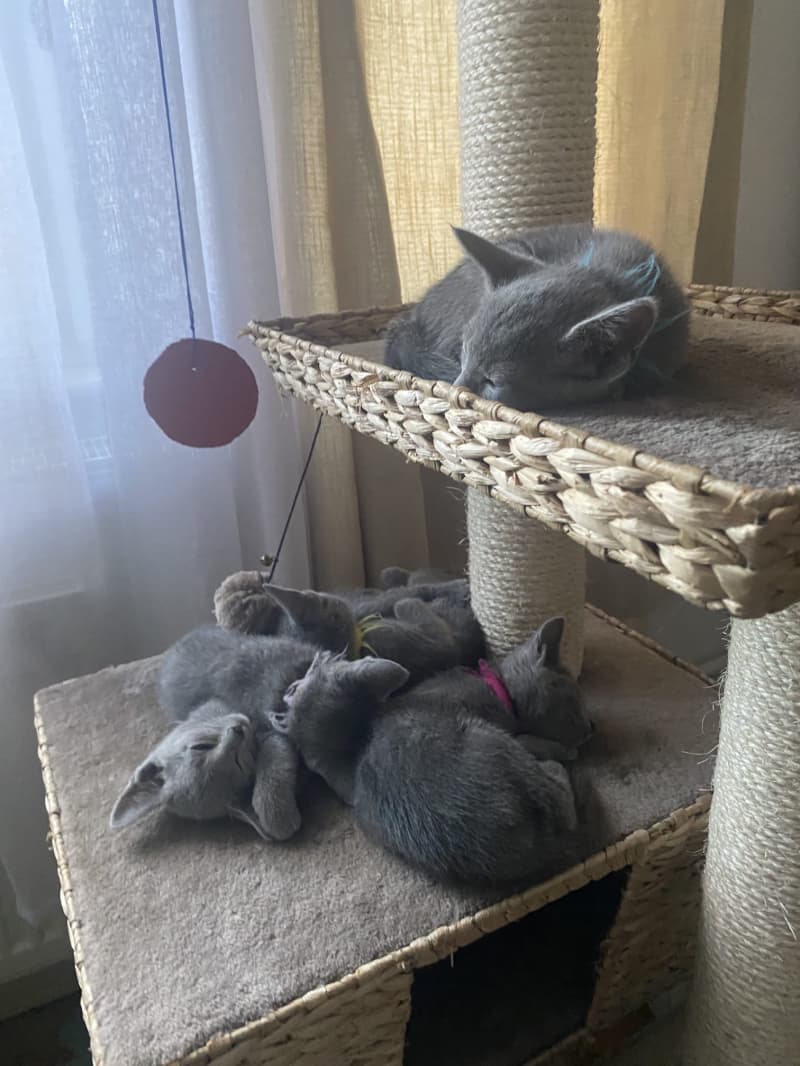 Russisch Blau Kitten rassenrein zu verkaufen
