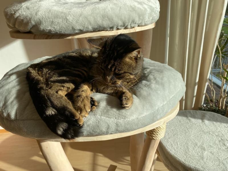 Katzenbaum aus Naturholz: UNIKAT!