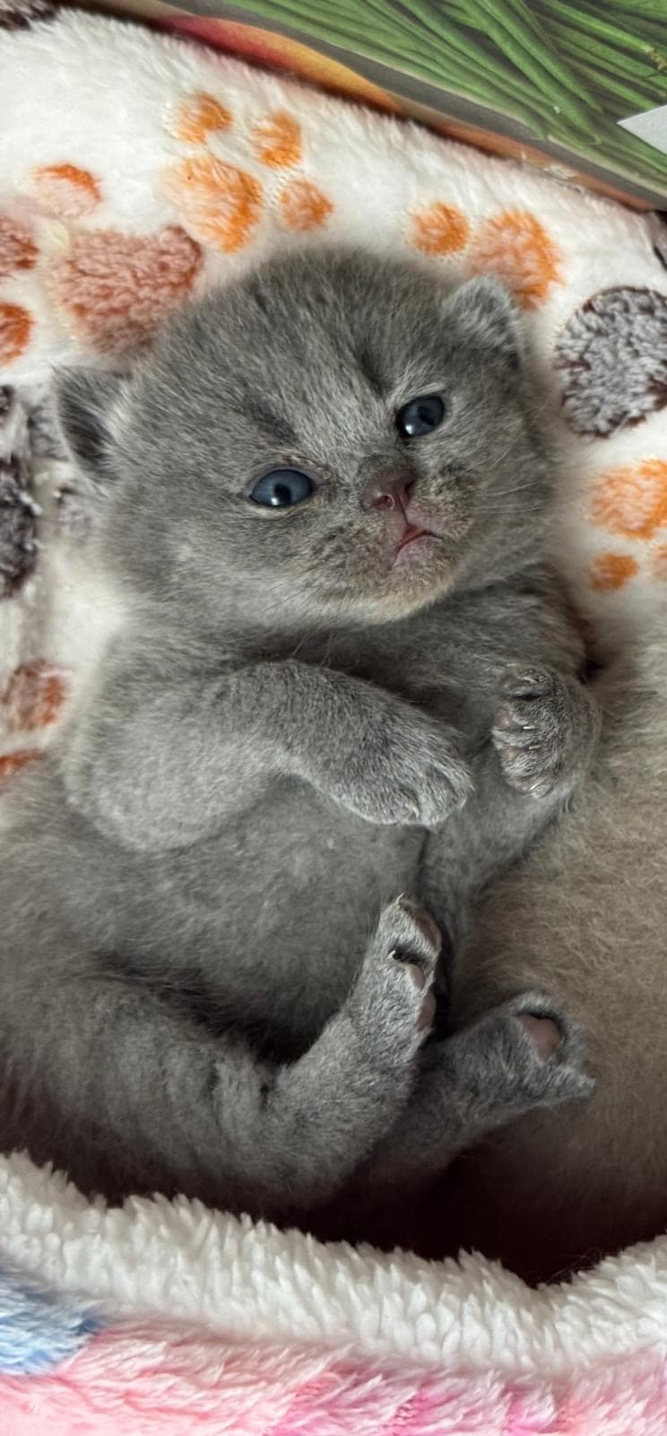 Reinrassige Britisch Kurzhaar Kitten