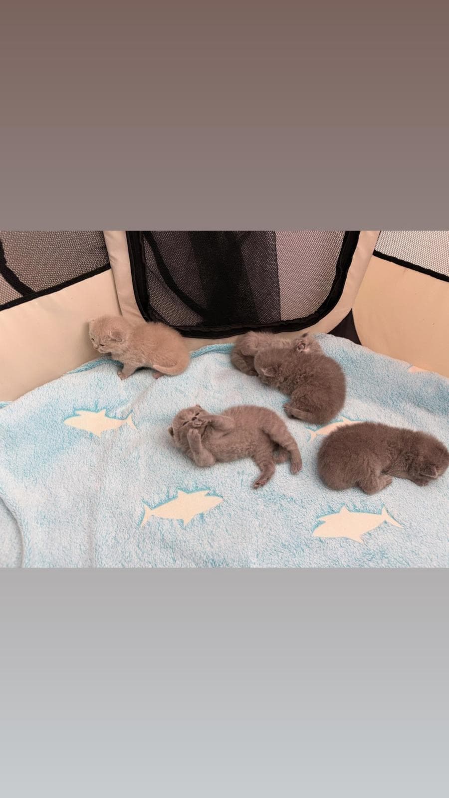 Reinrassige Britisch Kurzhaar Kitten