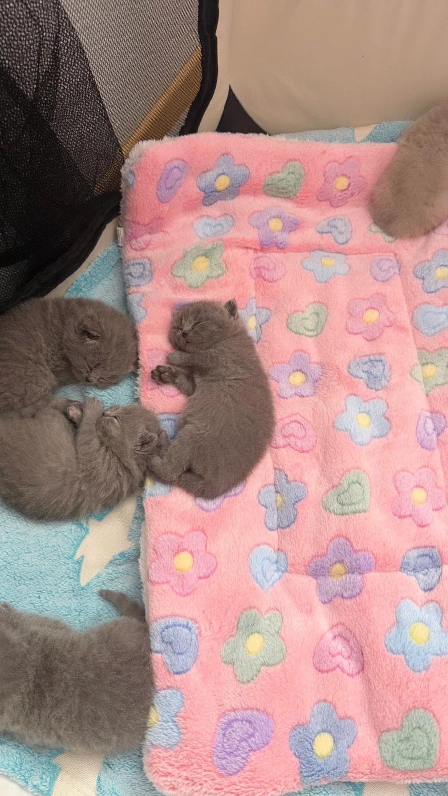 Reinrassige Britisch Kurzhaar Kitten