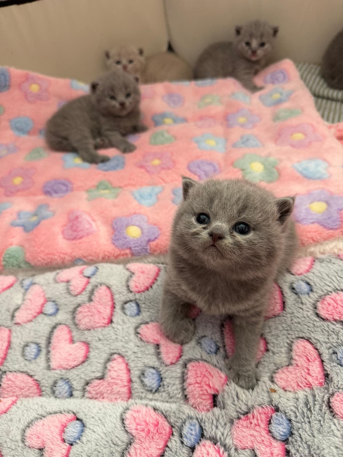 Reinrassige Britisch Kurzhaar Kitten