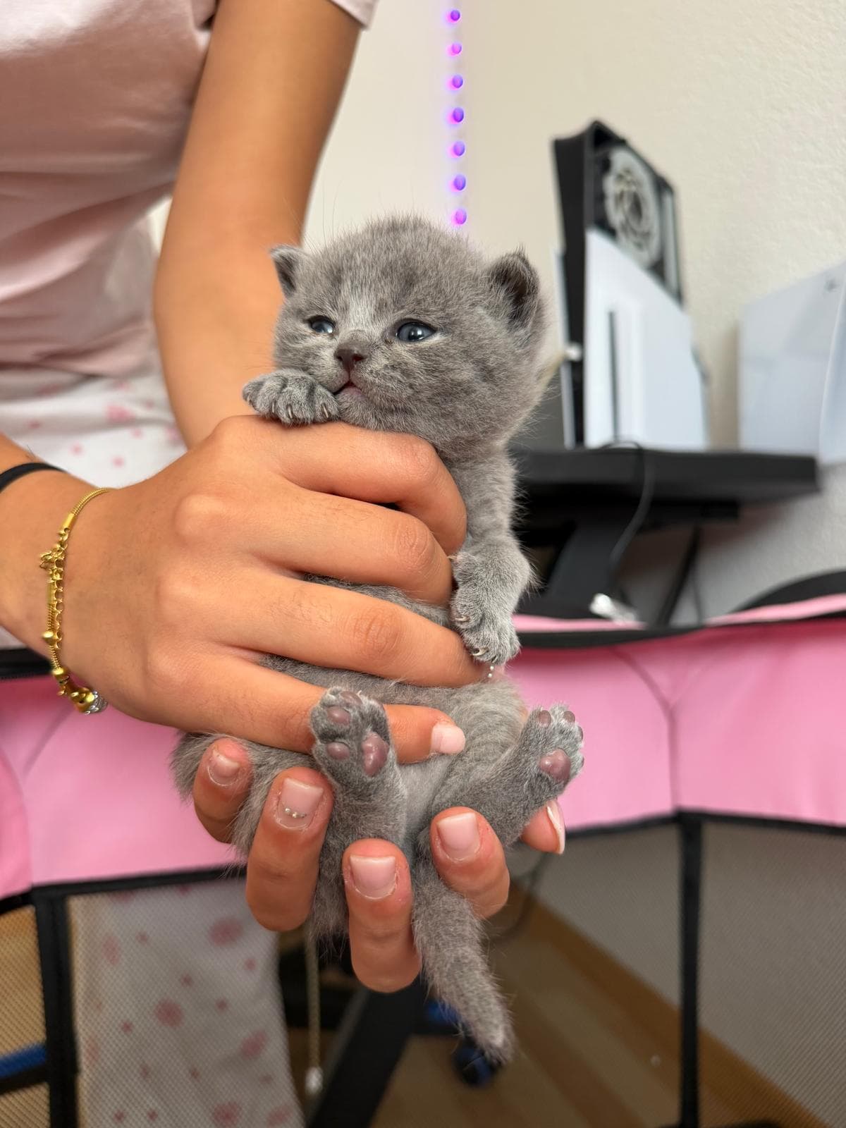 Reinrassige Britisch Kurzhaar Kitten