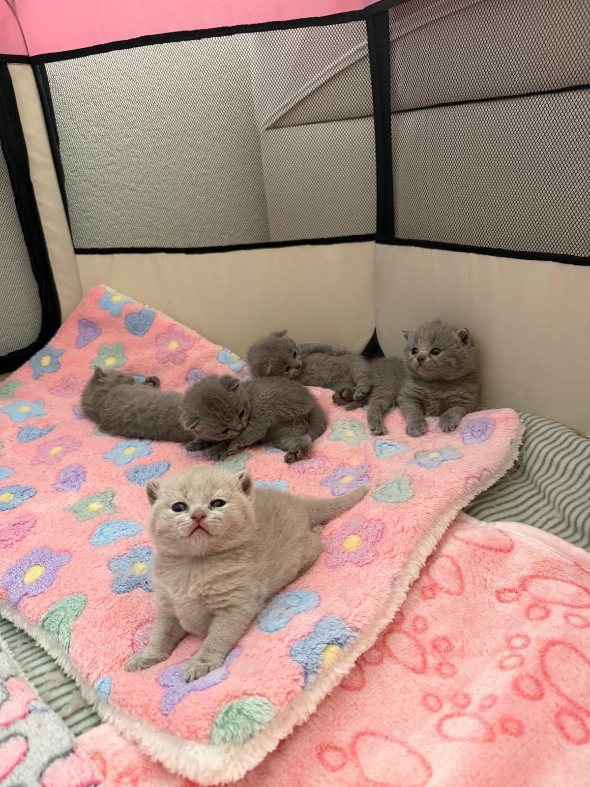 Reinrassige Britisch Kurzhaar Kitten