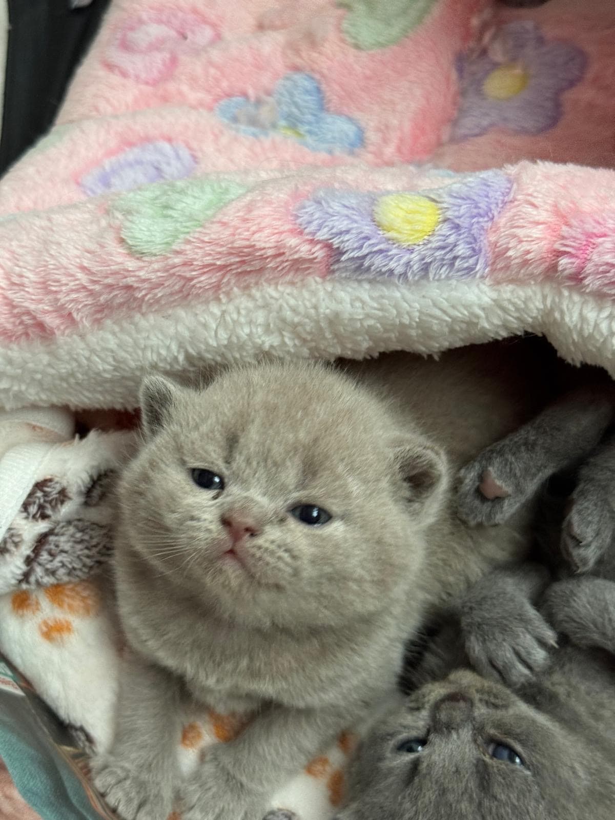 Reinrassige Britisch Kurzhaar Kitten